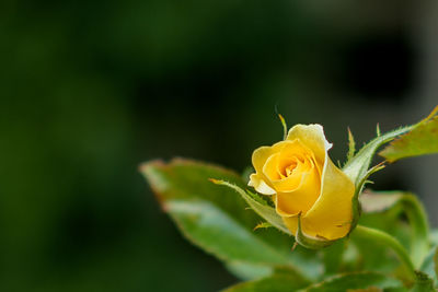 Close-up of yellow rose blooming outdoors