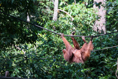 Female orangutan with baby on tree