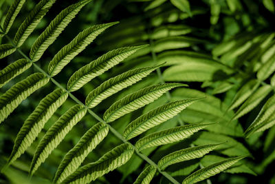 Vinegar tree, rhus typhina leaves as background