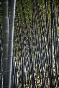 Full frame shot of bamboo trees in forest