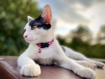 Close-up of a dog looking away