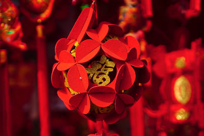 Close-up of red roses