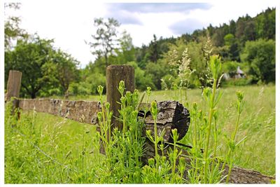 Close-up of barbed wire on field