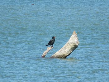 Bird perching on a sea