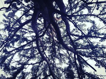 Low angle view of trees in forest against sky