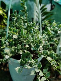 Close-up of succulent plant on field