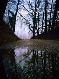 Reflection of trees in lake