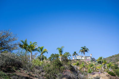 Palm trees against clear blue sky