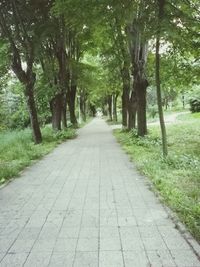 Footpath amidst trees in forest