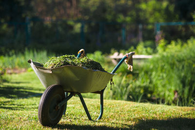 Horse cart on field