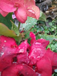 Close-up of raindrops on pink rose flower