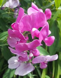 Close-up of pink flower