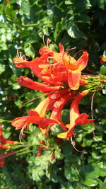 Close-up of red flowering plant