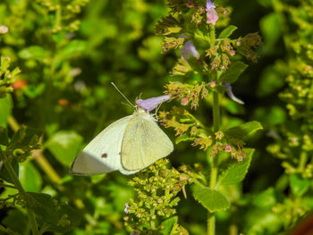 Close-up of butterfly pollinating on flower