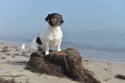 Close-up of dog sitting on beach