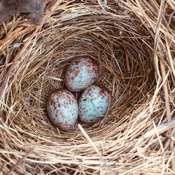 High angle view of eggs in nest