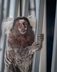 Close-up of a scared monkey looking away