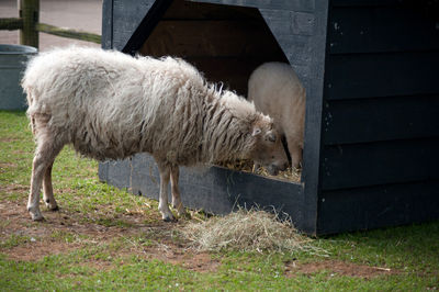 Sheep standing in a field