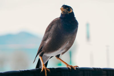 Close-up of bird perching on cable