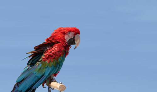 Low angle view of parrot perching on branch against clear blue sky