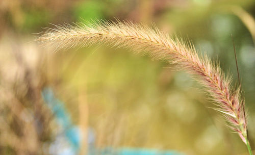 Close-up of crops growing on field