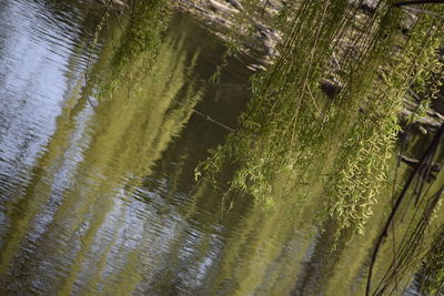 Reflection of trees in water