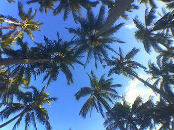 Low angle view of palm trees against blue sky