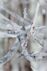 Close-up of frozen plant