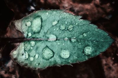 Close-up of raindrops on green leaves