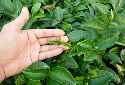 Close-up of hand holding leaves