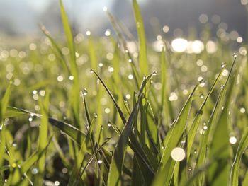 Close-up of dew drops on grass