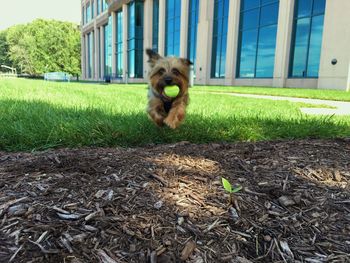 Close-up of dog on grassy field