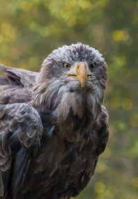 Close-up of bird