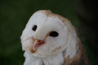 Close-up portrait of white owl