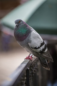 Close-up of bird perching outdoors