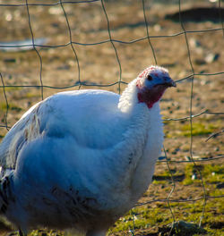 Close-up of a bird on field