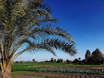 Palm trees growing on field against sky