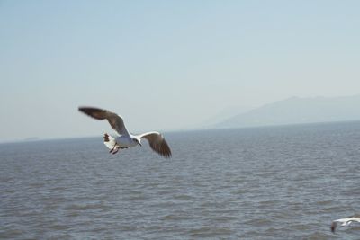 Swan flying over sea against clear sky