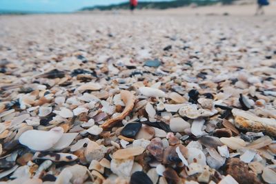 Close-up of shells on sand