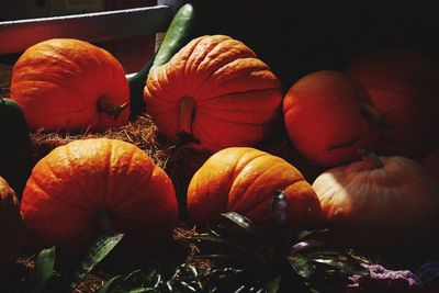 Close-up of pumpkins