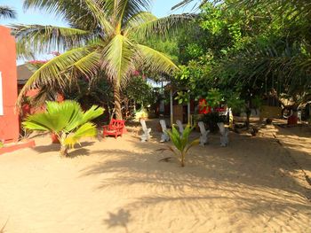 Palm trees on beach