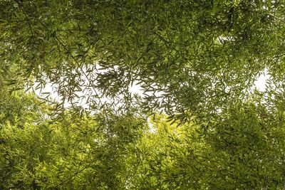 Low angle view of lush trees