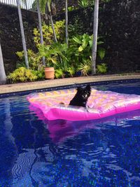 View of an animal floating in swimming pool