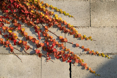 Red and orange ivy leaves growing on concrete wall. natural background.