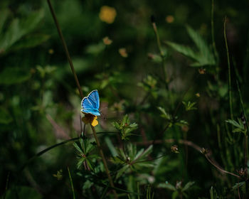 Close-up of butterfly on plant