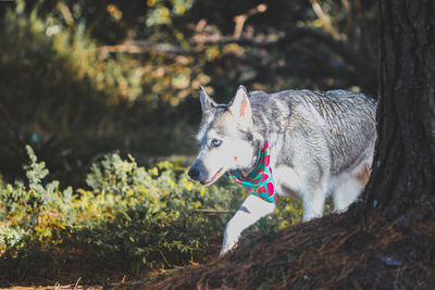 Close-up of dog on field