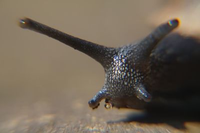 Extreme close-up of snail on bench