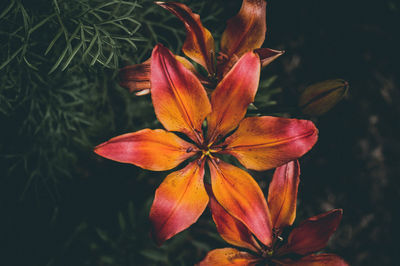 Close-up of red flowering plant in park