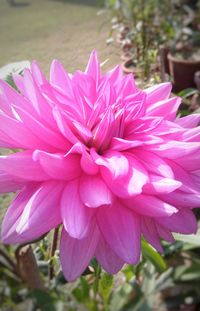 Close-up of pink flower blooming outdoors