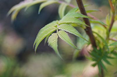 Close-up of fern leaves